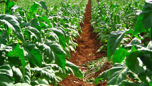 chemicals used in growing of tobacco leaves